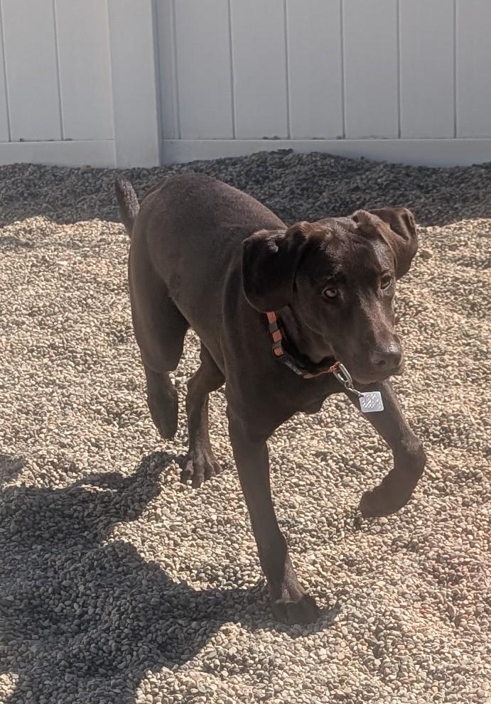 Callie, an adoptable Chocolate Labrador Retriever in New Ulm, MN image 2/6