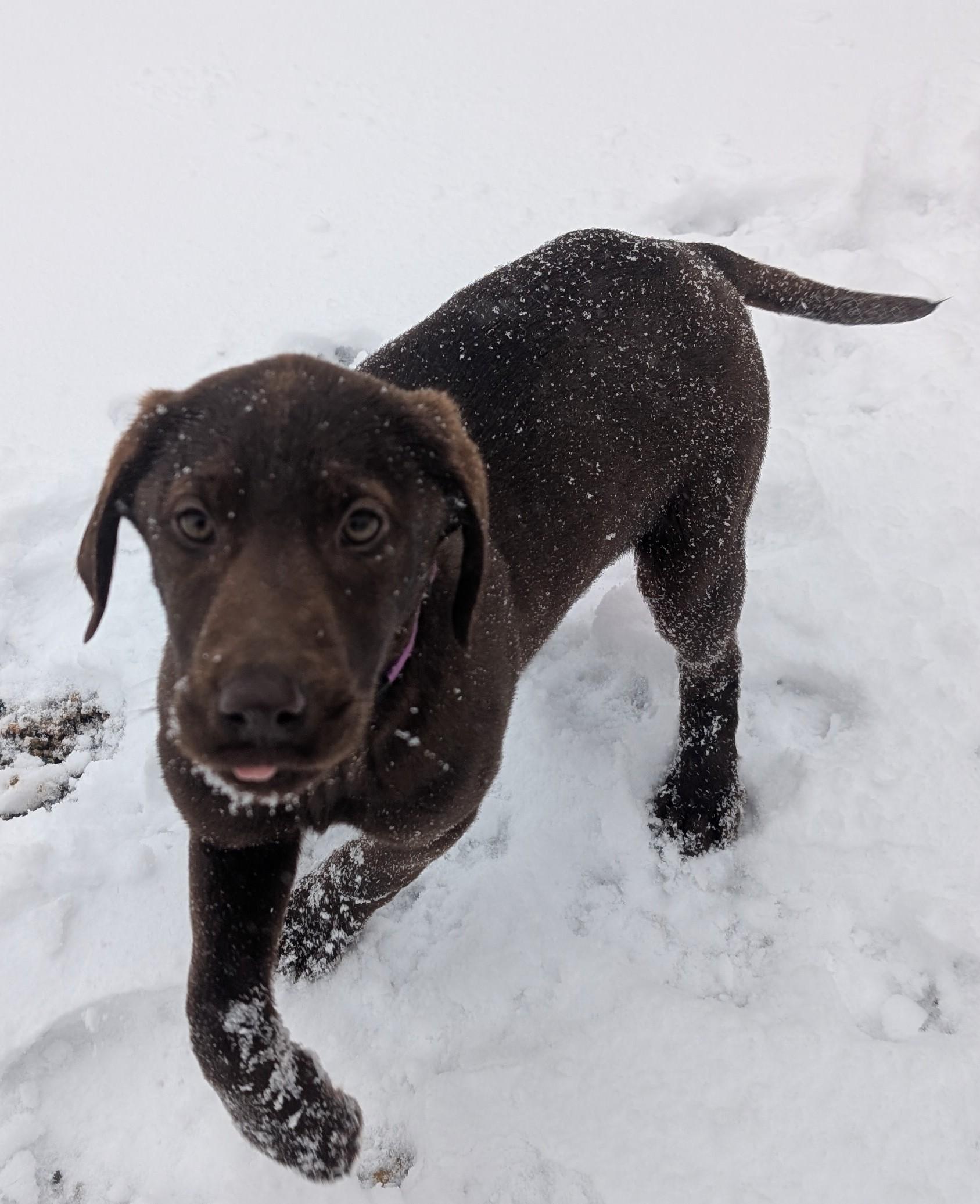 Enlarge Callie, an adopted Chocolate Labrador Retriever in New Ulm, MN image 3/6