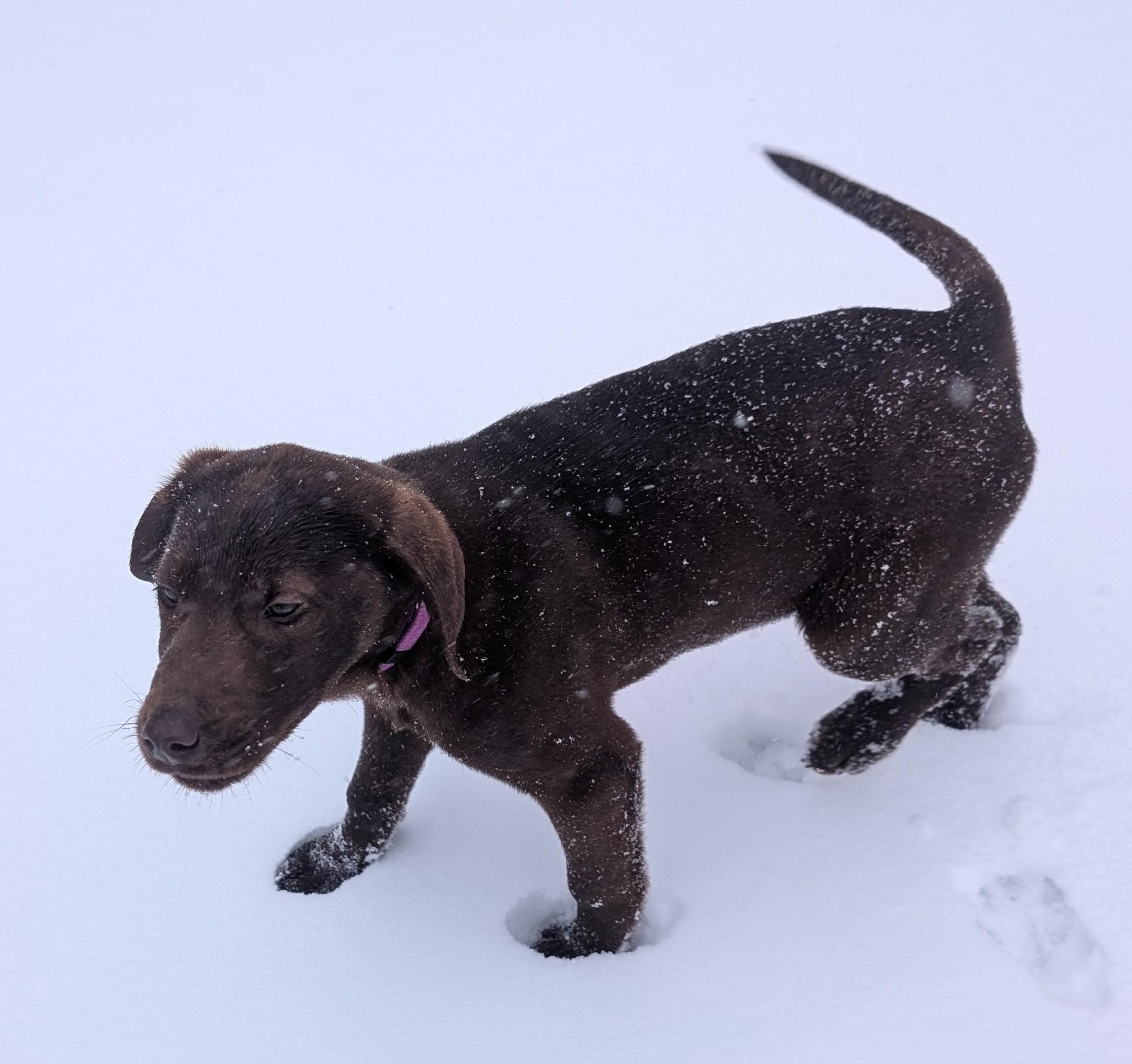 Enlarge Callie, an adopted Chocolate Labrador Retriever in New Ulm, MN image 6/6