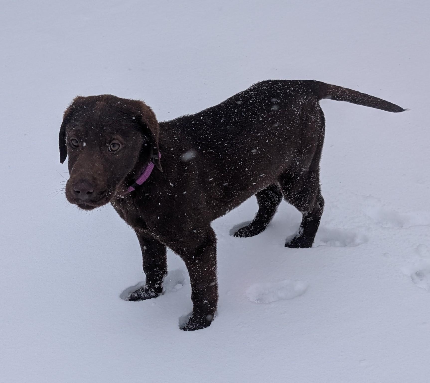 Enlarge Callie, an adopted Chocolate Labrador Retriever in New Ulm, MN image 4/6