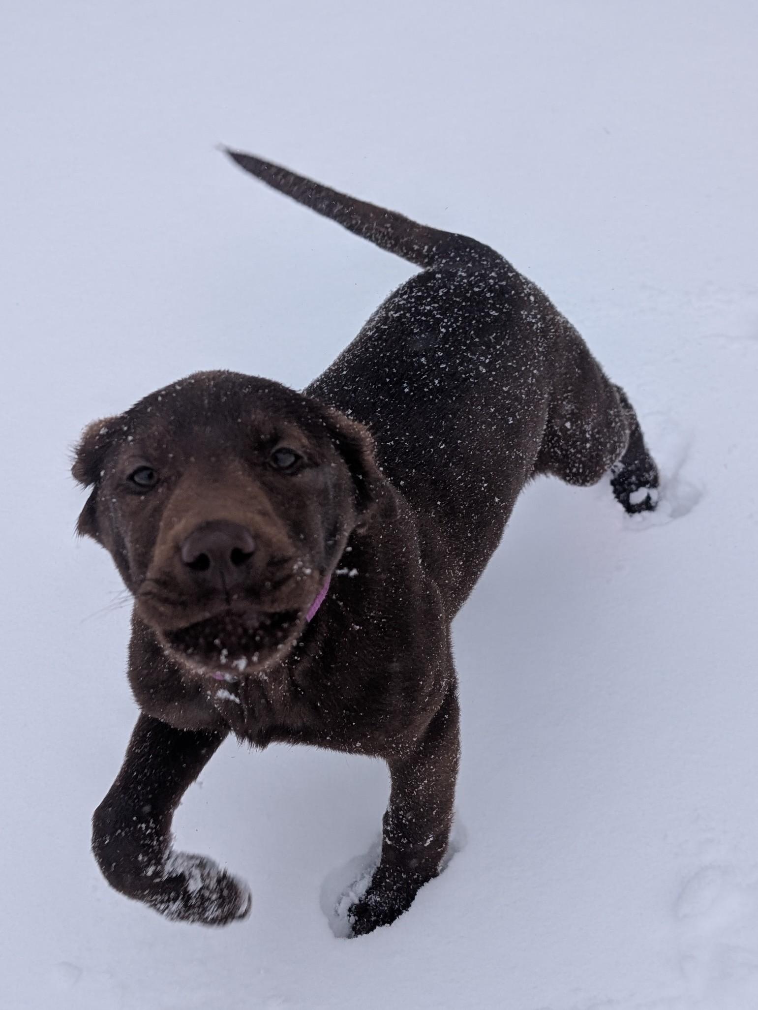 Enlarge Callie, an adopted Chocolate Labrador Retriever in New Ulm, MN image 5/6