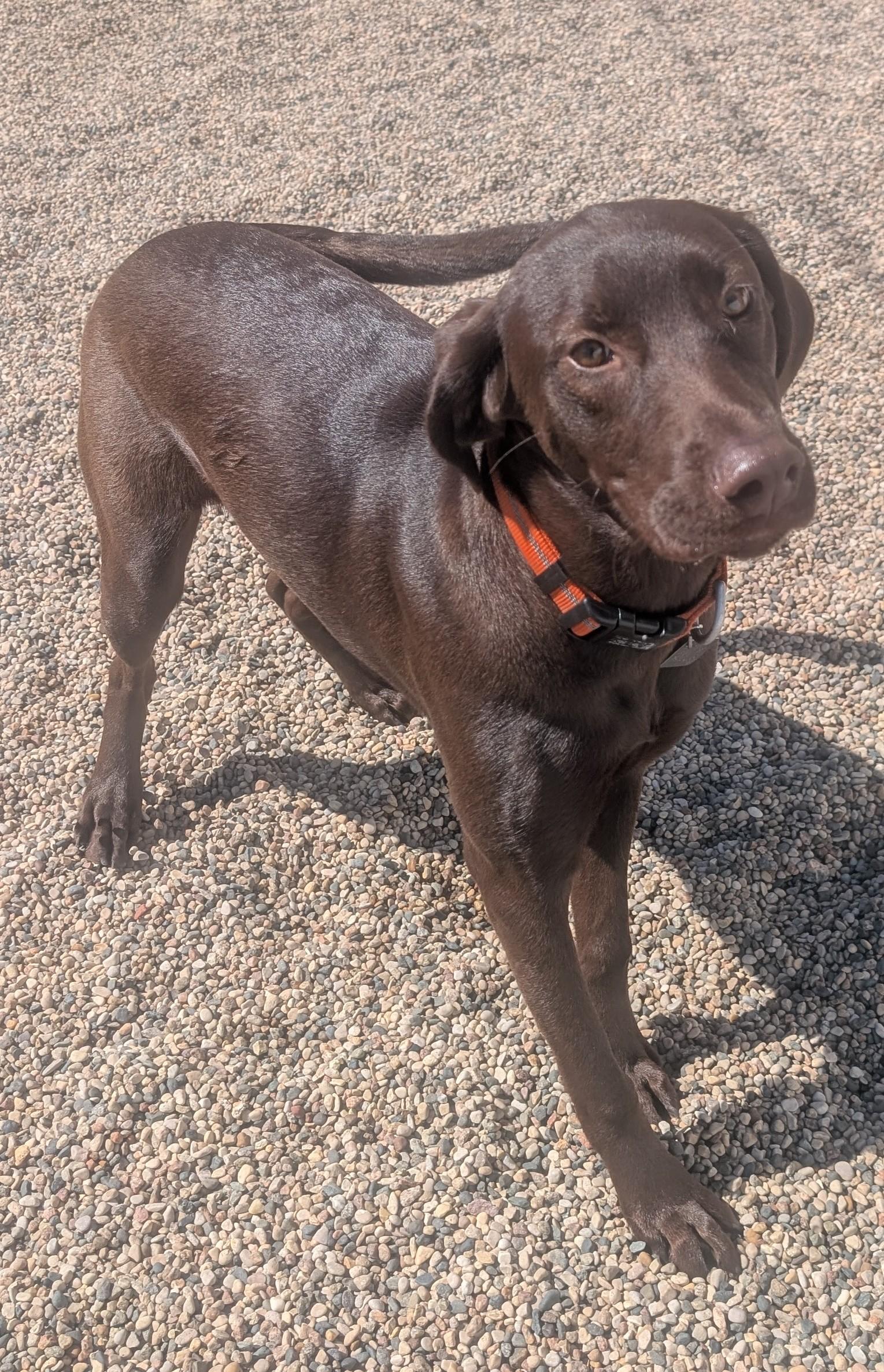 Callie, an adoptable Chocolate Labrador Retriever in New Ulm, MN image 1/6