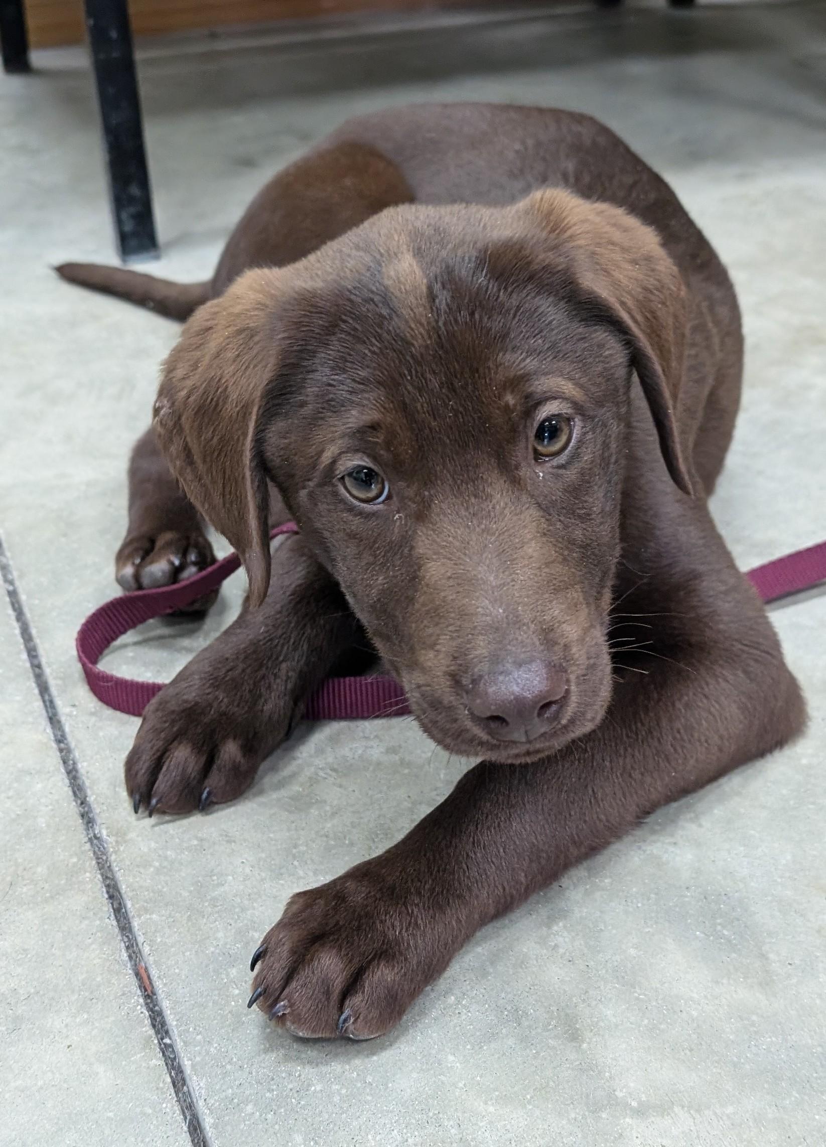 Enlarge Callie, an adopted Chocolate Labrador Retriever in New Ulm, MN image 2/6