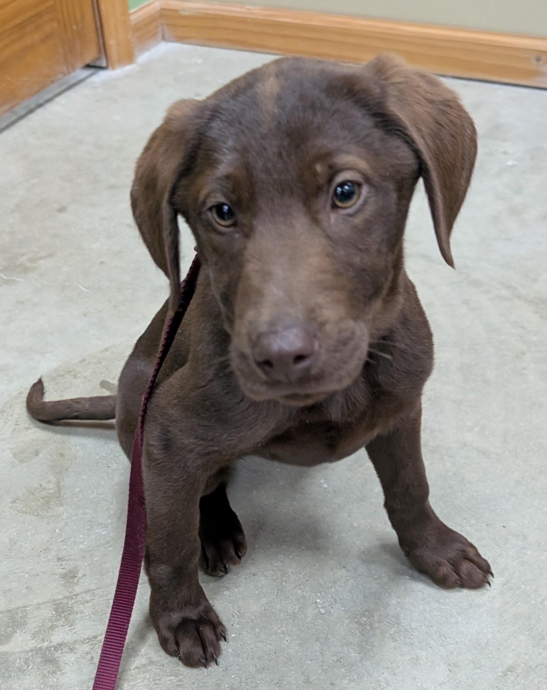 Enlarge Callie, an adopted Chocolate Labrador Retriever in New Ulm, MN image 1/6