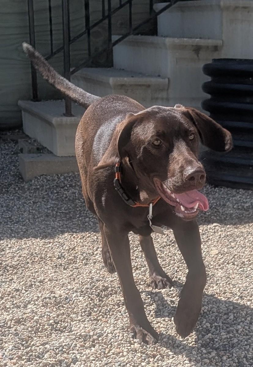 Callie, an adoptable Chocolate Labrador Retriever in New Ulm, MN image 6/6