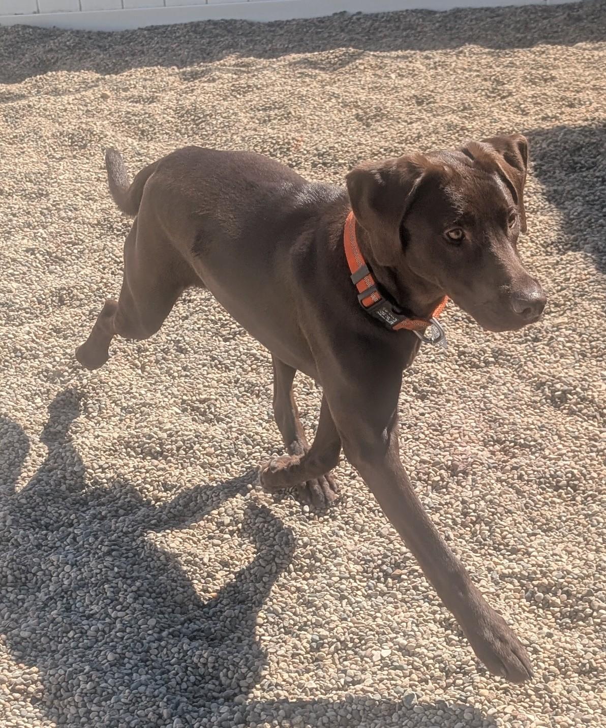 Callie, an adoptable Chocolate Labrador Retriever in New Ulm, MN image 3/6