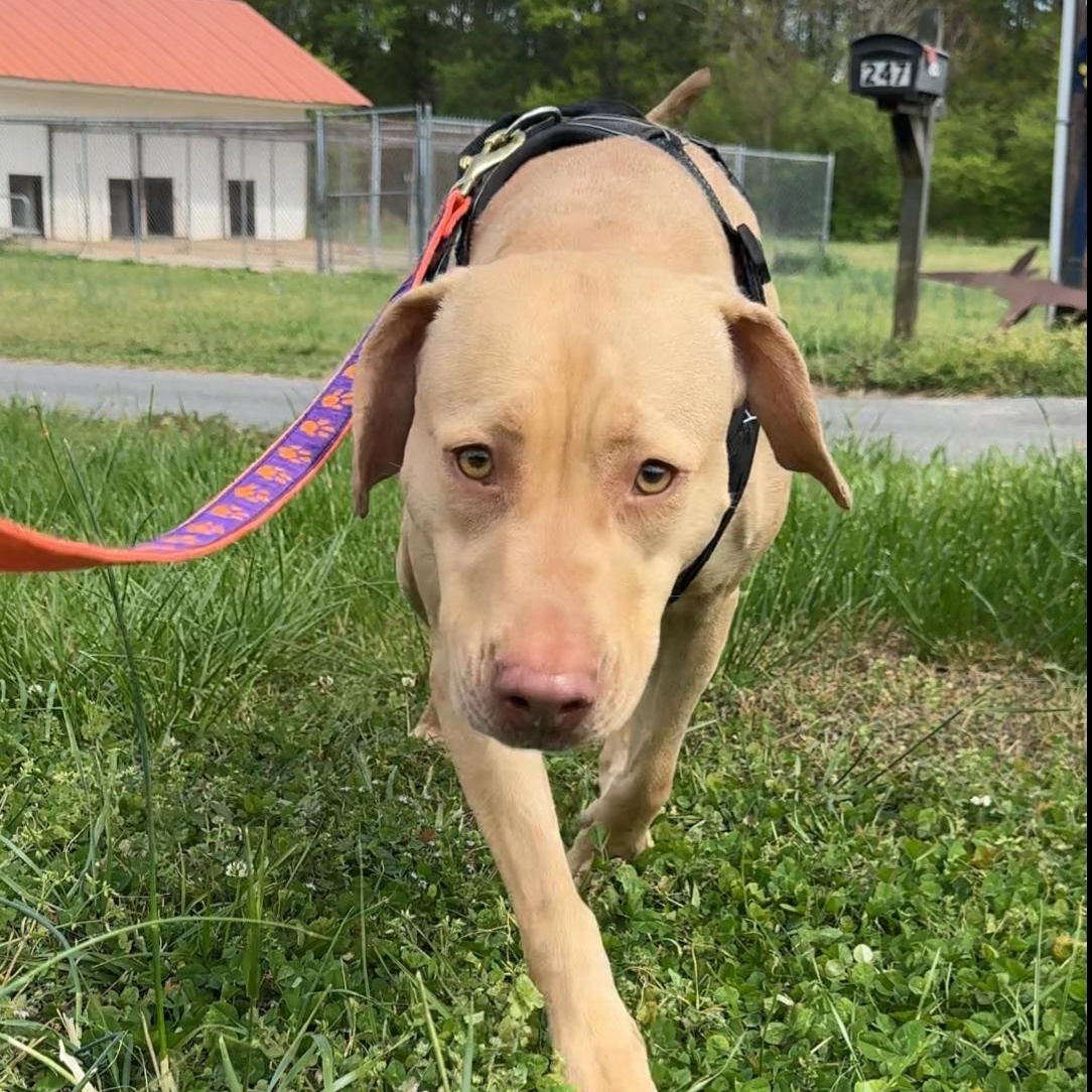 Enlarge Madonna, a ADOPTABLE mixed breed in Lancaster, SC image 1/1
