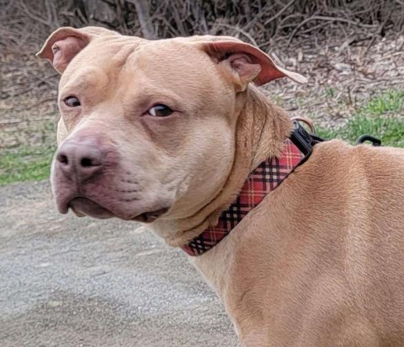 Tedrick (3 Years Old), ADOPTABLE, Adult Male Pit Bull Terrier.