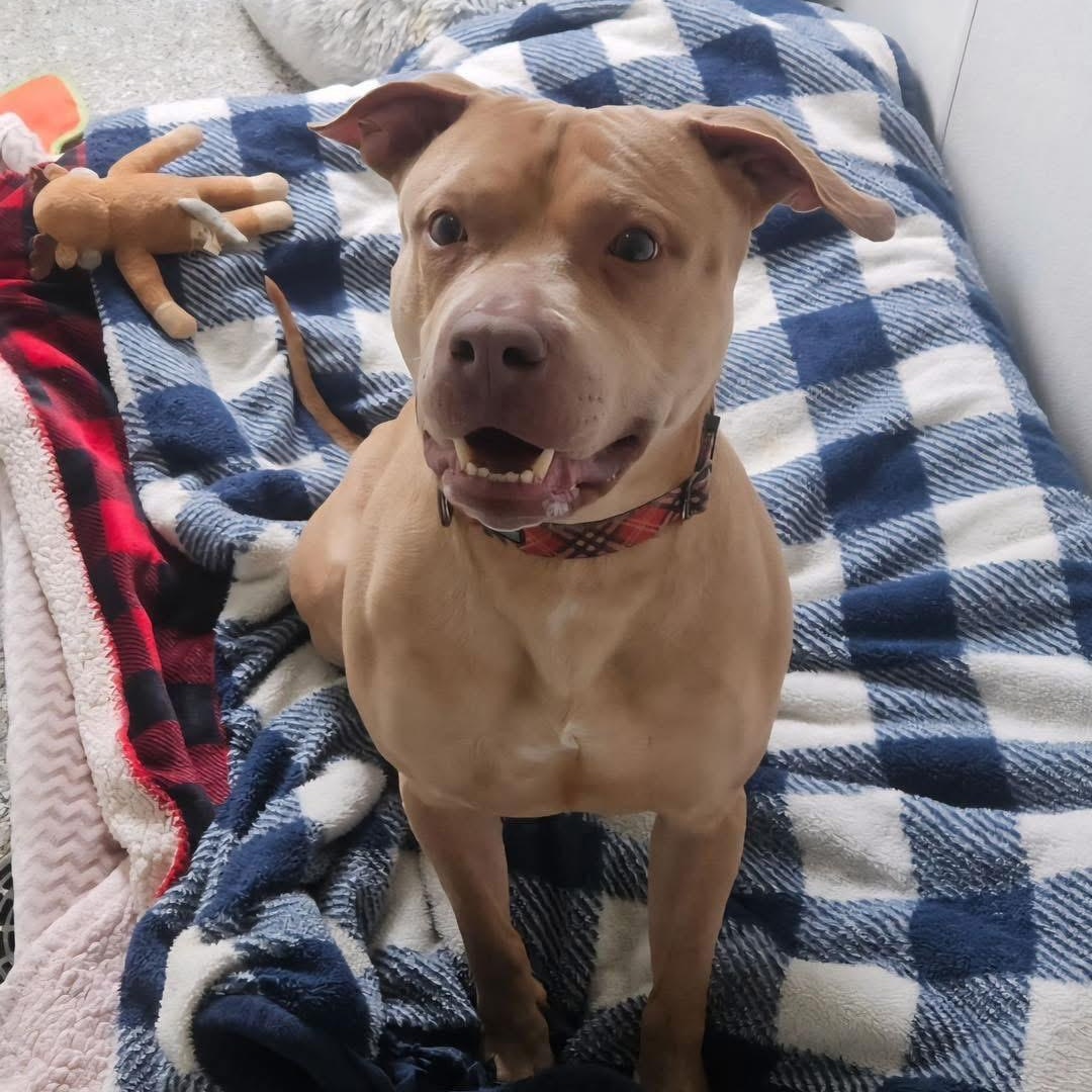 Tedrick (3 Years Old), ADOPTABLE, Adult Male Pit Bull Terrier.