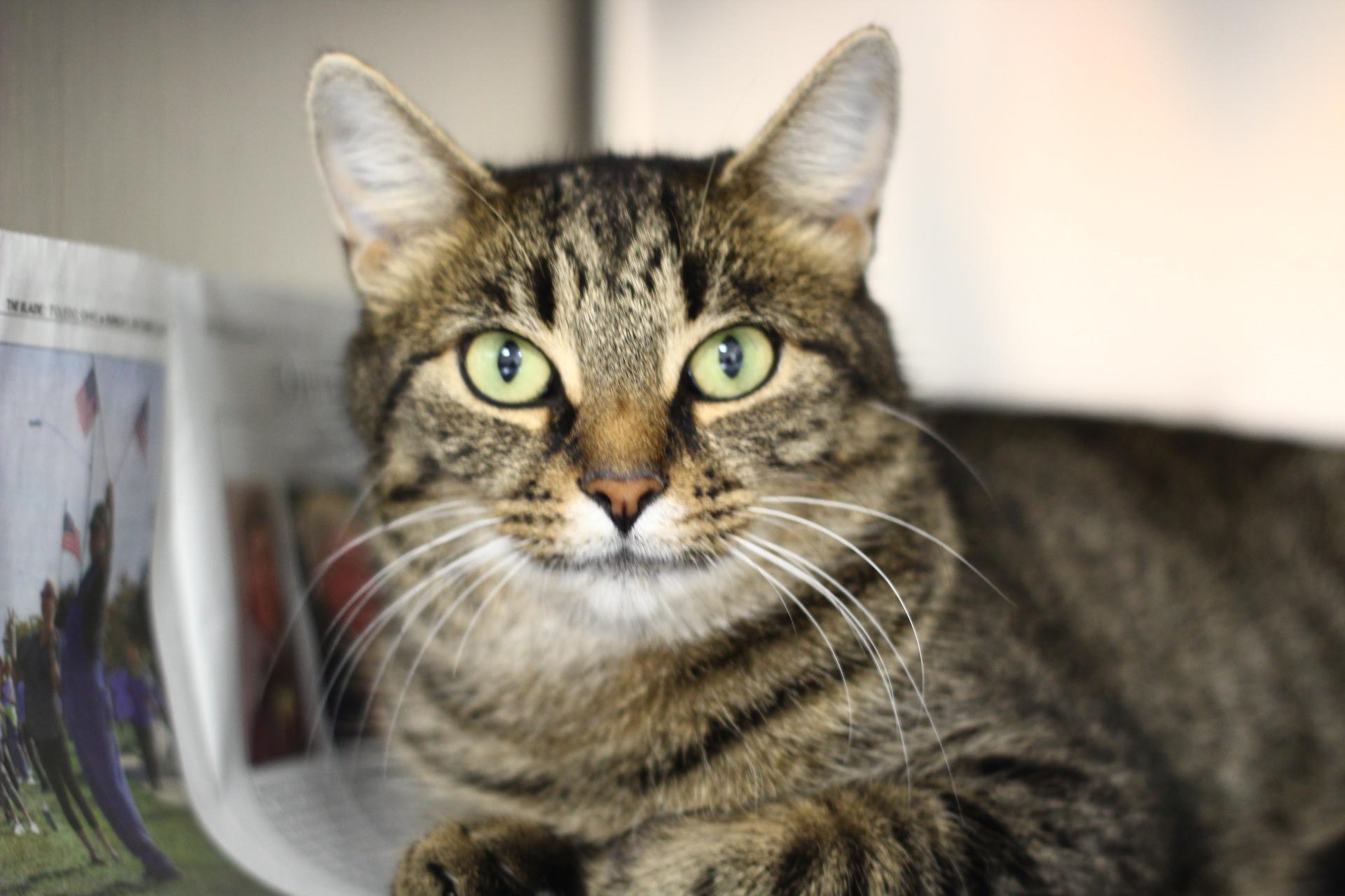 Enlarge Sansa, a Adopted Domestic Short Hair in Toledo, OH image 3/6