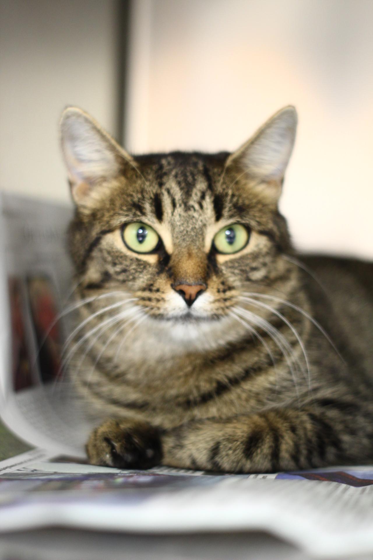 Enlarge Sansa, a Adopted Domestic Short Hair in Toledo, OH image 5/6