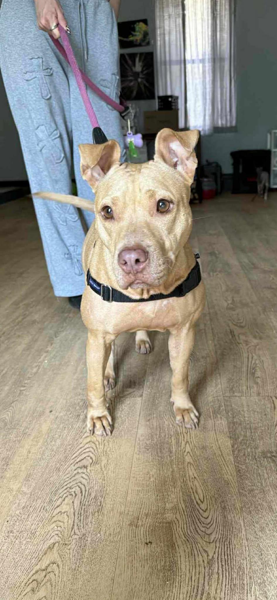 Enlarge Sugar, a Adopted Pit Bull Terrier in Deltona, FL image 1/1