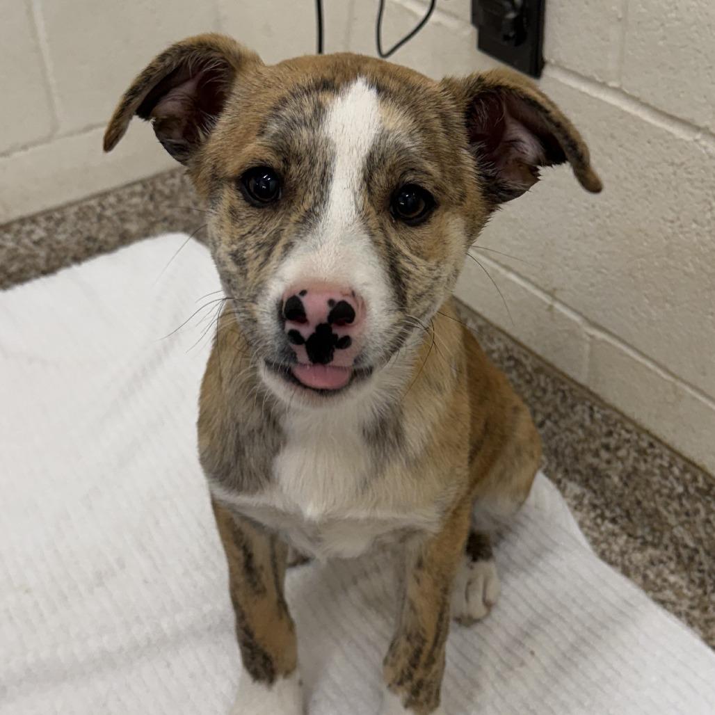 CT Sapphire avail Feb 28, a Adoptable mixed breed in Stormville, NY image 1/6