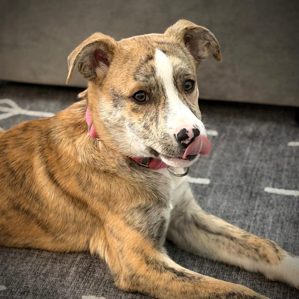 CT Sapphire avail Feb 28, a Adoptable mixed breed in Stormville, NY image 2/6