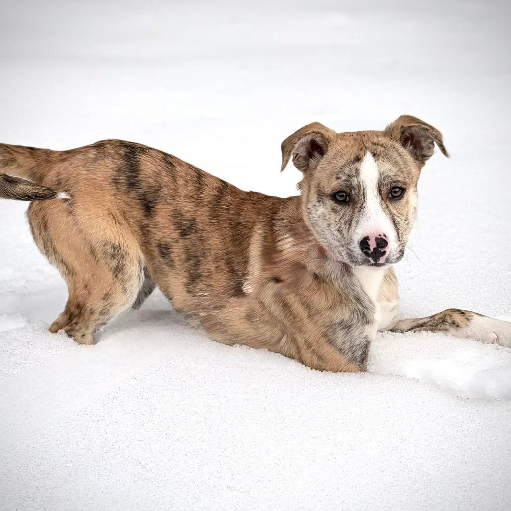 CT Sapphire avail Feb 28, a Adoptable mixed breed in Stormville, NY image 3/6
