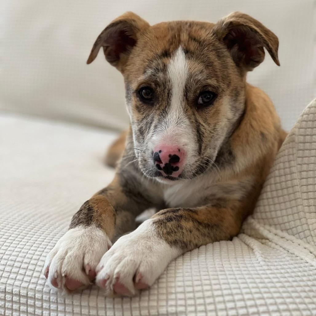 CT Sapphire avail Feb 28, a Adoptable mixed breed in Stormville, NY image 4/6