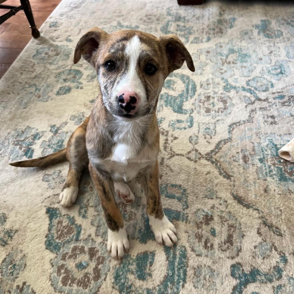 CT Sapphire avail Feb 28, a Adoptable mixed breed in Stormville, NY image 5/6