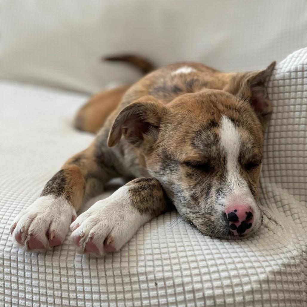 CT Sapphire avail Feb 28, a Adoptable mixed breed in Stormville, NY image 6/6