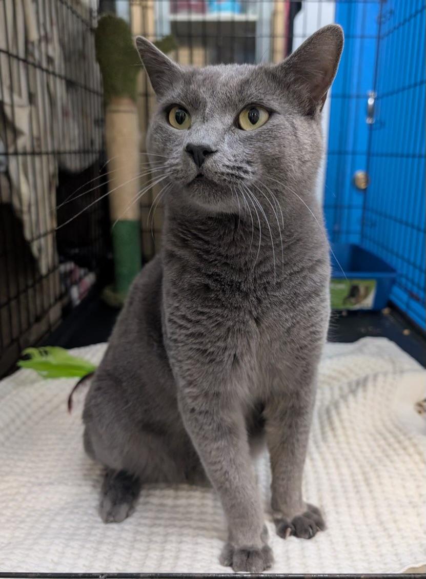Goliath (very friendly), Adoptable, Adult Male Russian Blue.