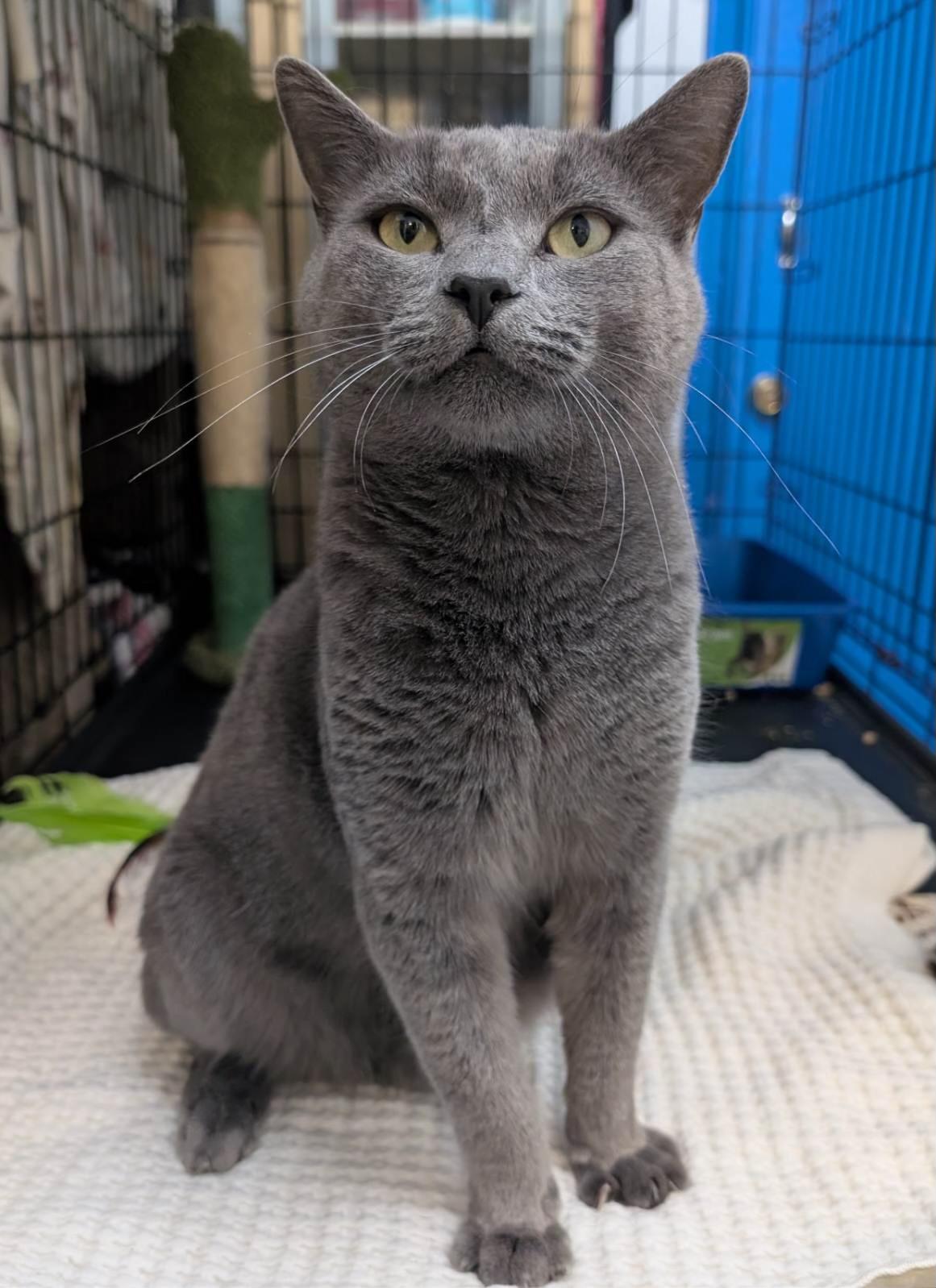 Goliath (very friendly), a Adoptable mixed breed in Los Angeles, CA image 2/5