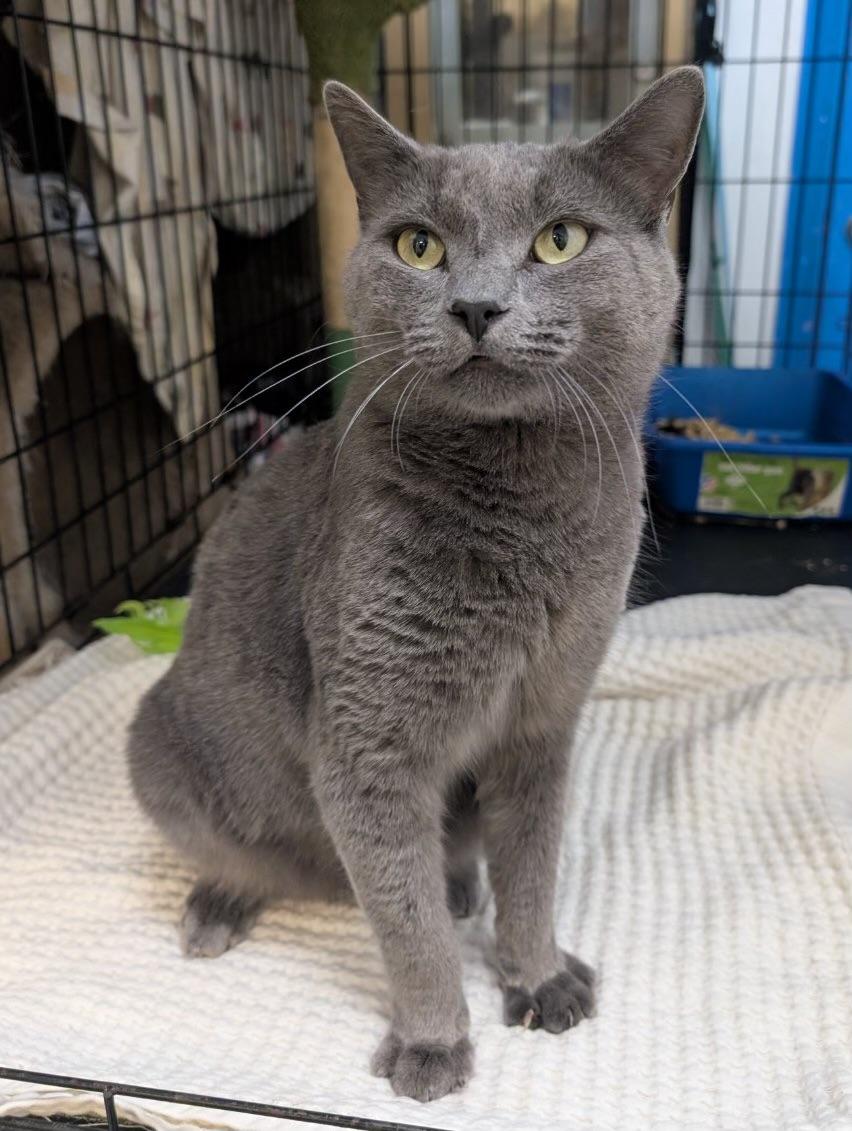 Goliath (very friendly), a Adoptable mixed breed in Los Angeles, CA image 3/5