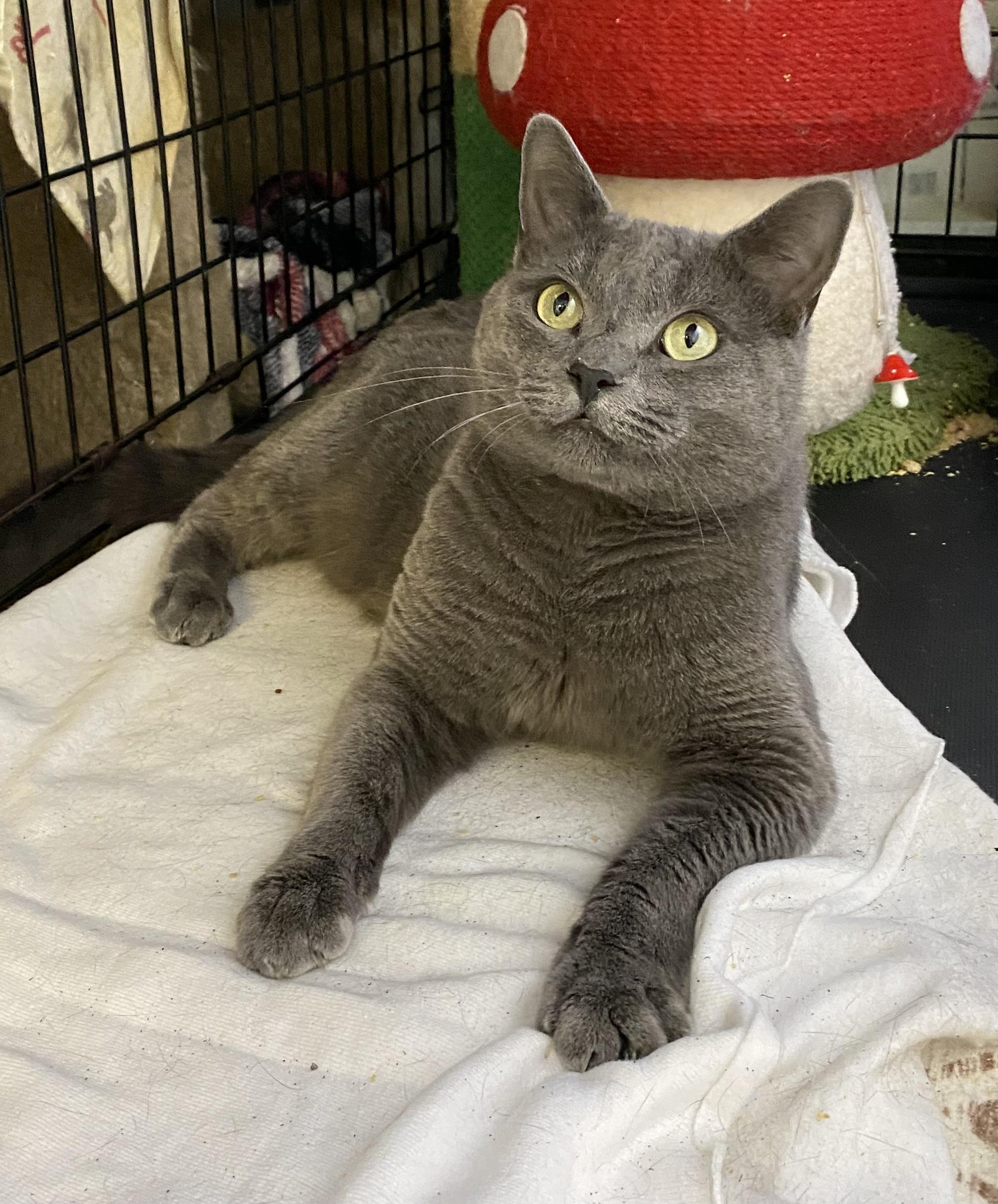 Goliath (very friendly), a Adoptable mixed breed in Los Angeles, CA image 4/5