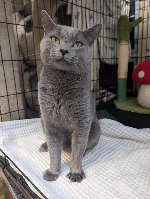 Goliath (very friendly), a Adoptable mixed breed in Los Angeles, CA image 5/5