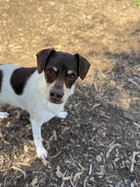 Enlarge JASPER, a Adoptable mixed breed in Fremont, CA image 1/1