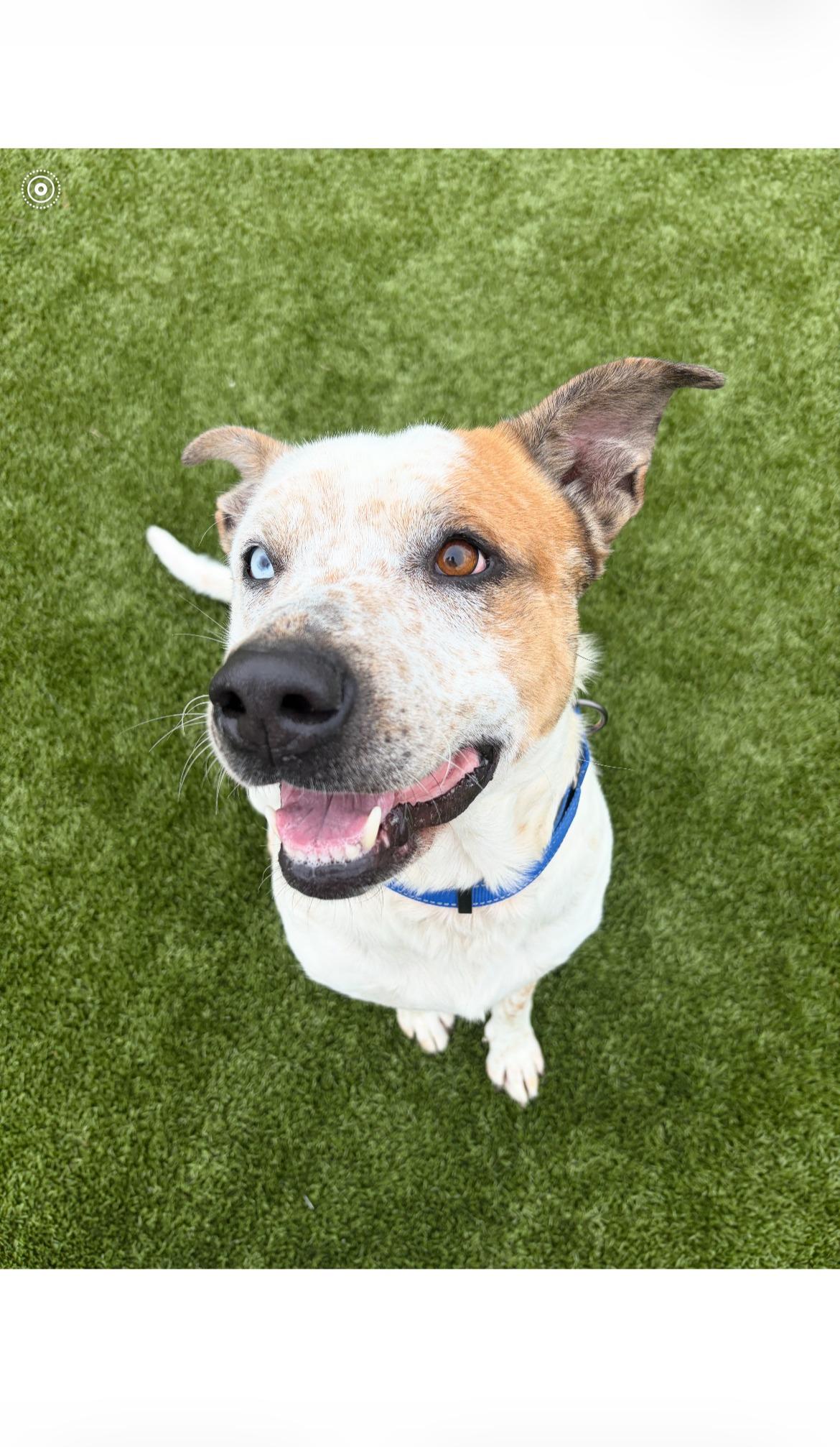 Spud, ADOPTABLE, Adult Male American Staffordshire Terrier.