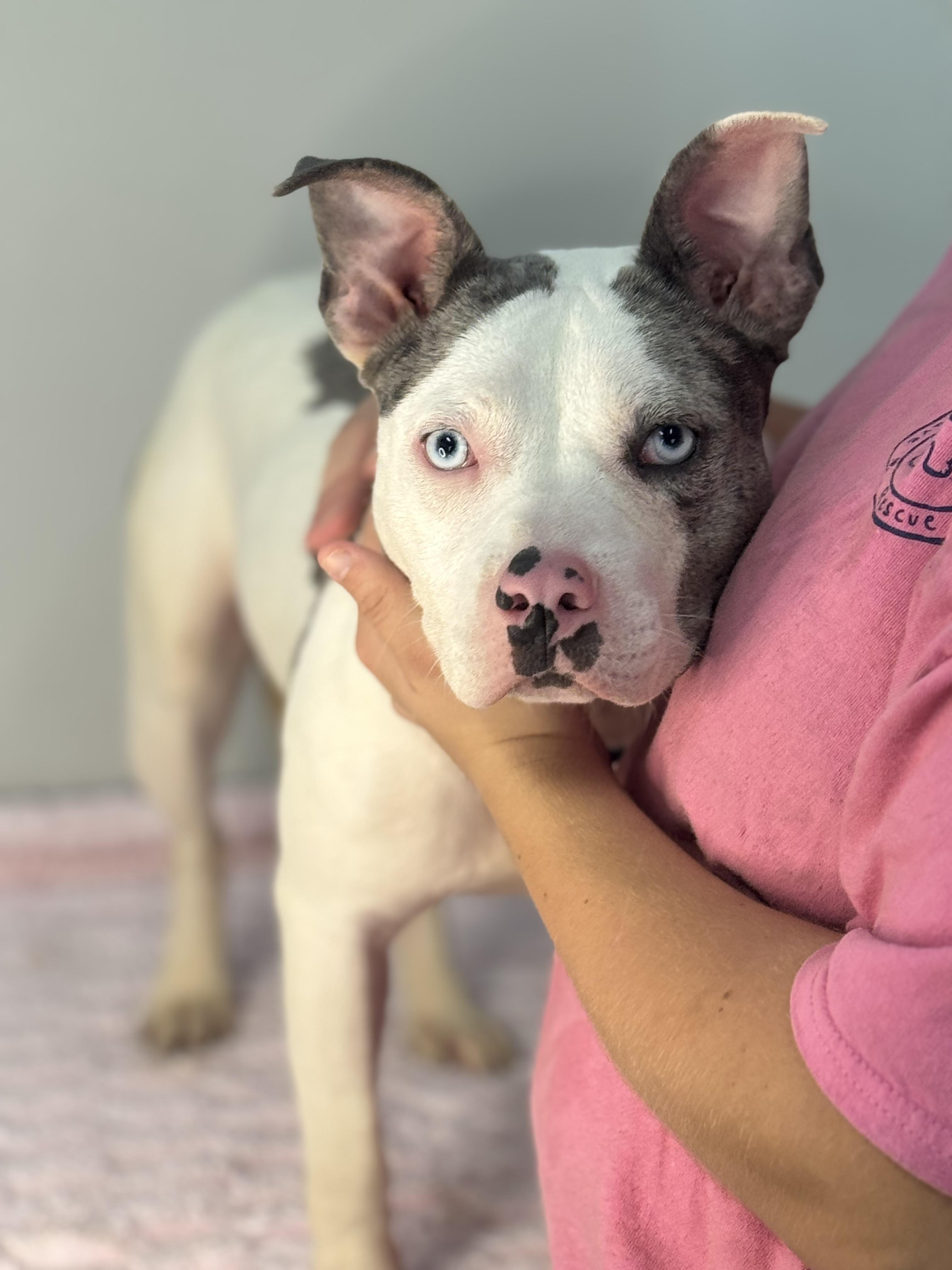 Enlarge Oink, a Adoptable mixed breed in Richmond, VA image 2/6