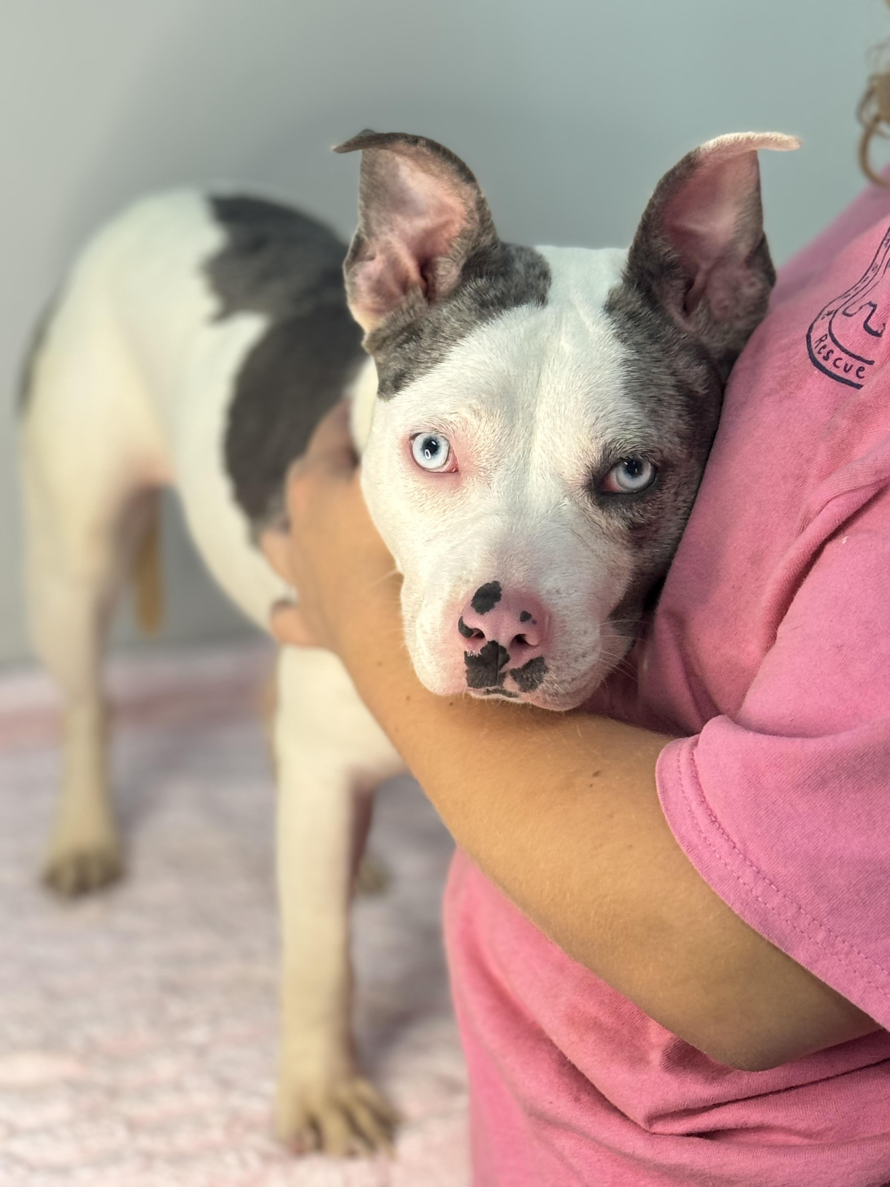 Enlarge Oink, a Adoptable mixed breed in Richmond, VA image 6/6