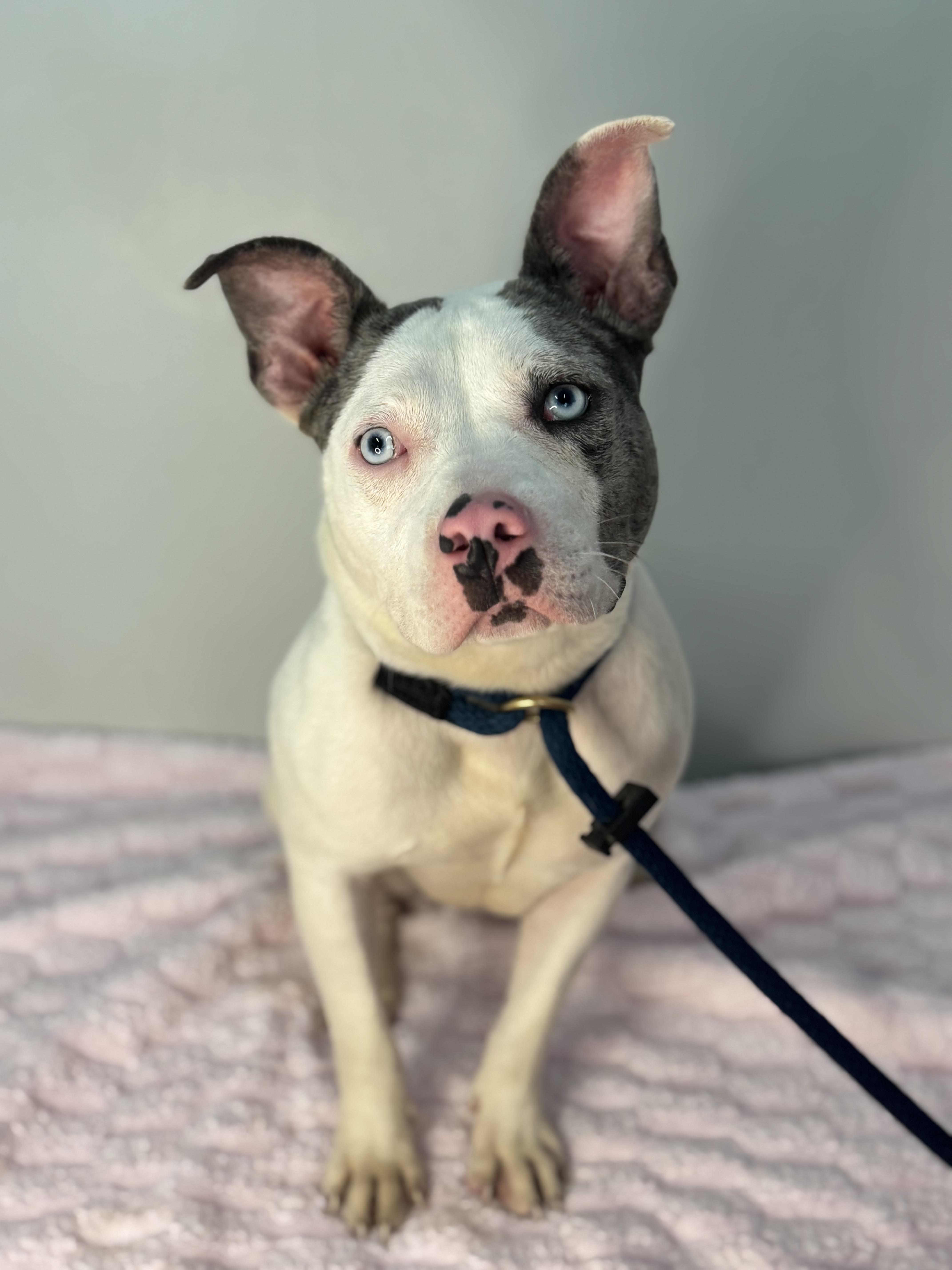 Oink, Adoptable, Young Female Terrier.