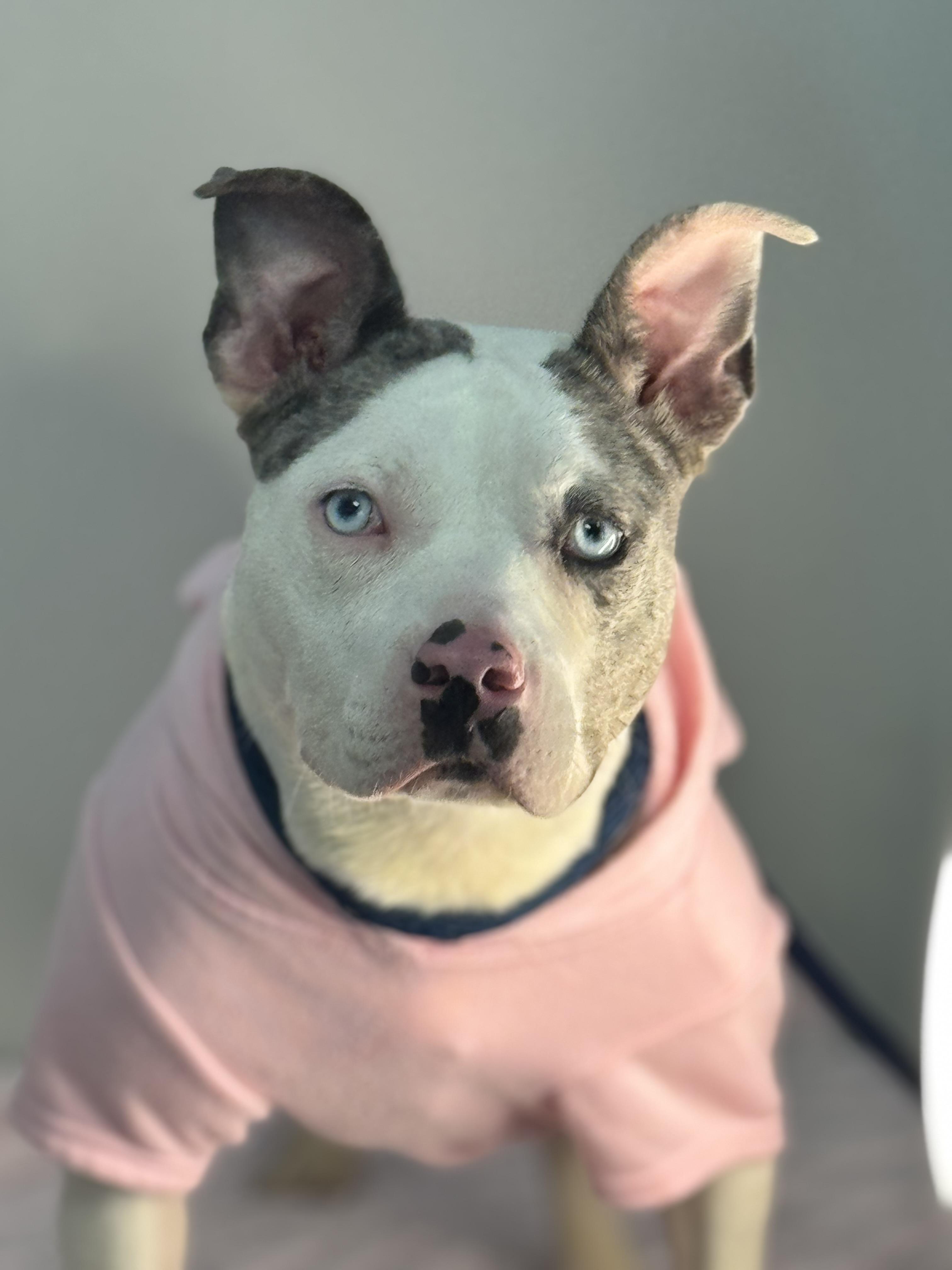 Enlarge Oink, a Adoptable mixed breed in Richmond, VA image 3/6