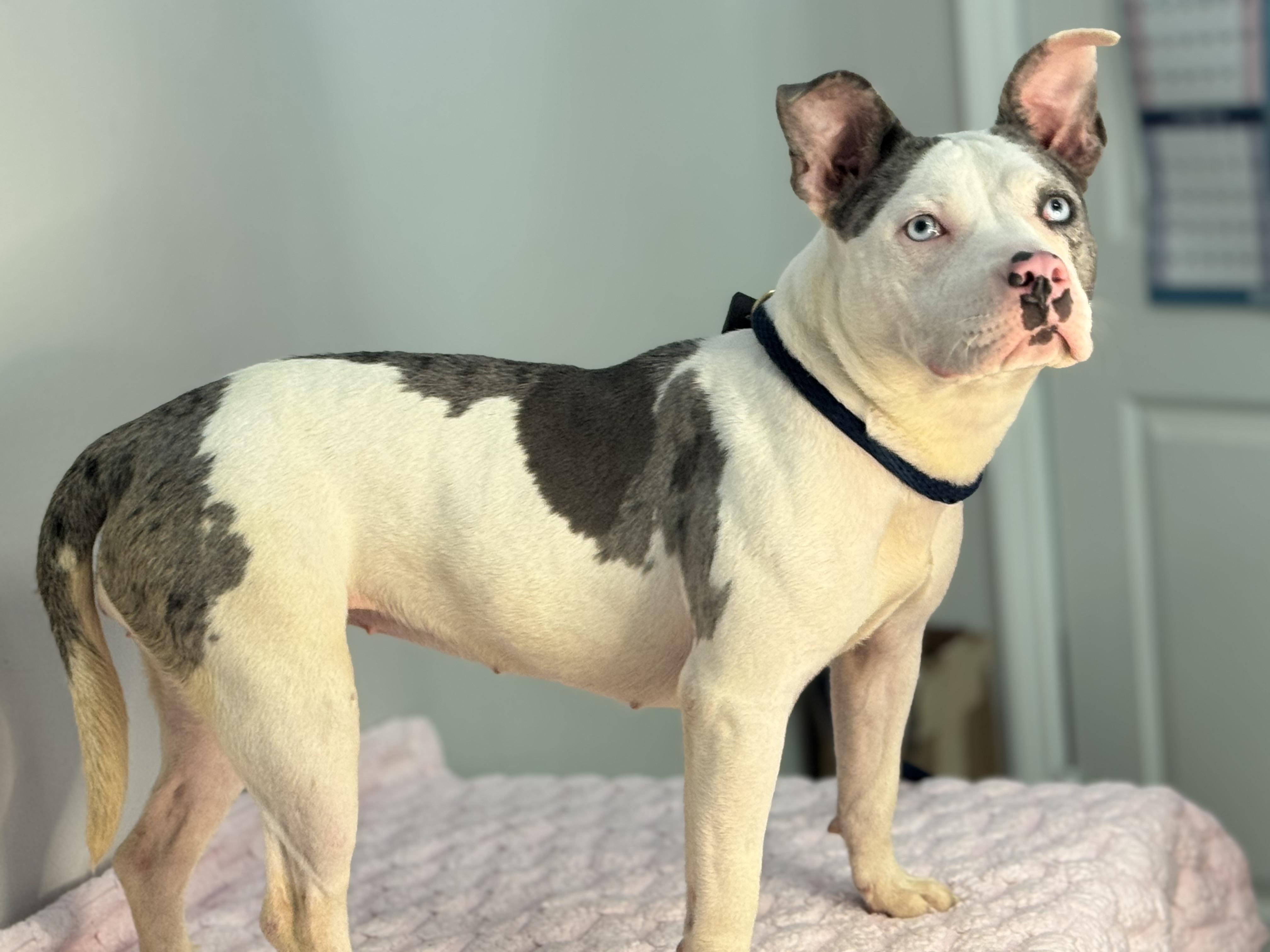 Enlarge Oink, a Adoptable mixed breed in Richmond, VA image 4/6