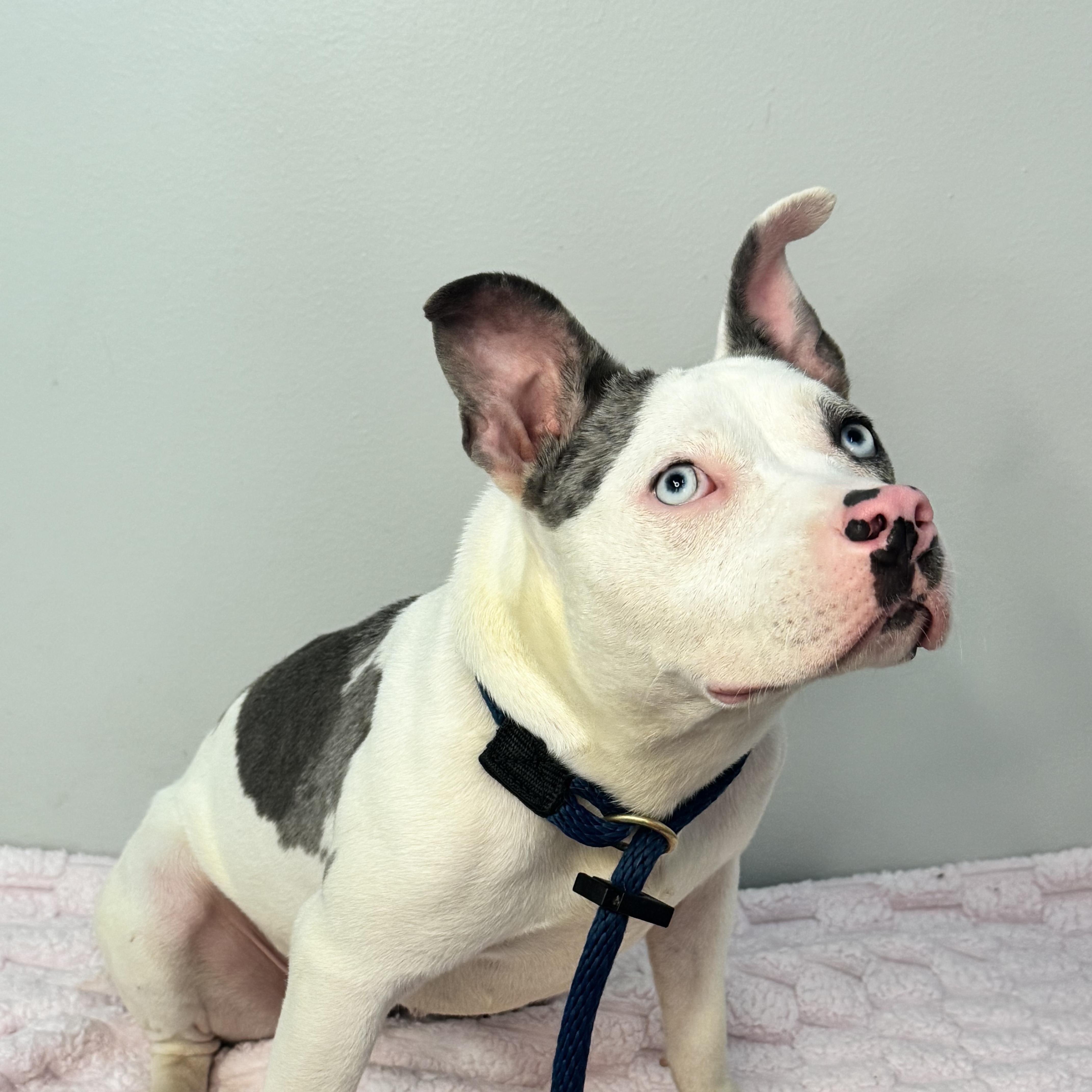 Enlarge Oink, a Adoptable mixed breed in Richmond, VA image 5/6