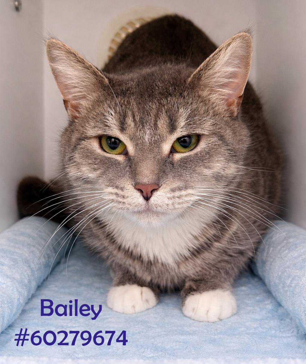 Enlarge Bailey, an adopted Tabby in Wilkes Barre, PA image 1/1