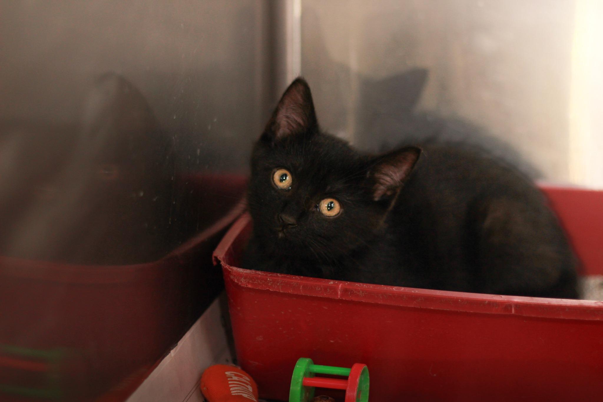 Binx