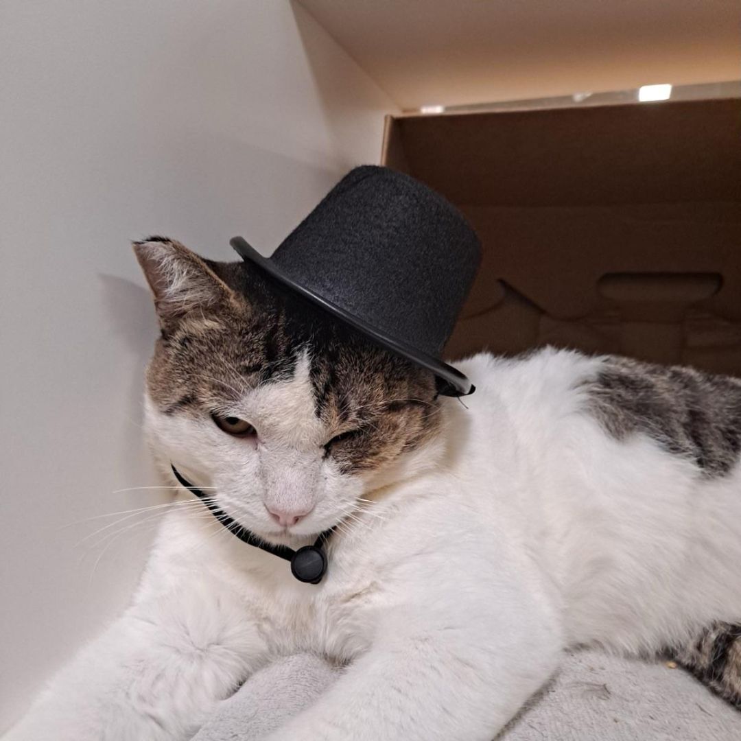 Pongo, a Adoptable Domestic Short Hair in Long Beach, CA image 1/4