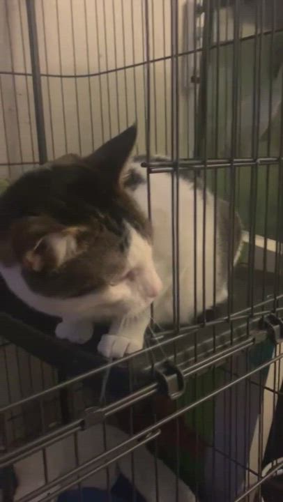 Enlarge Pongo, a Adoptable Domestic Short Hair in Long Beach, CA video 3/4