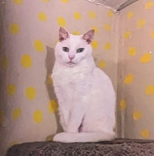 Enlarge Pinky, a Adoptable Domestic Short Hair in Springfield, IL image 4/4