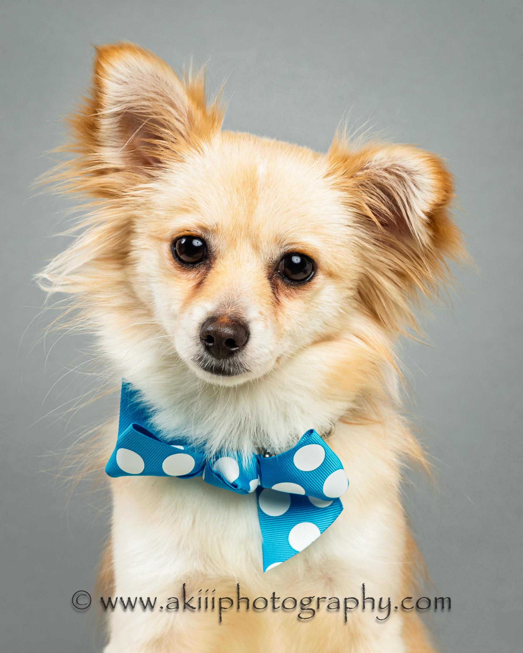 Enlarge Susie - Long Coat - Puppy , a ADOPTABLE Chihuahua in Plano, TX image 2/6