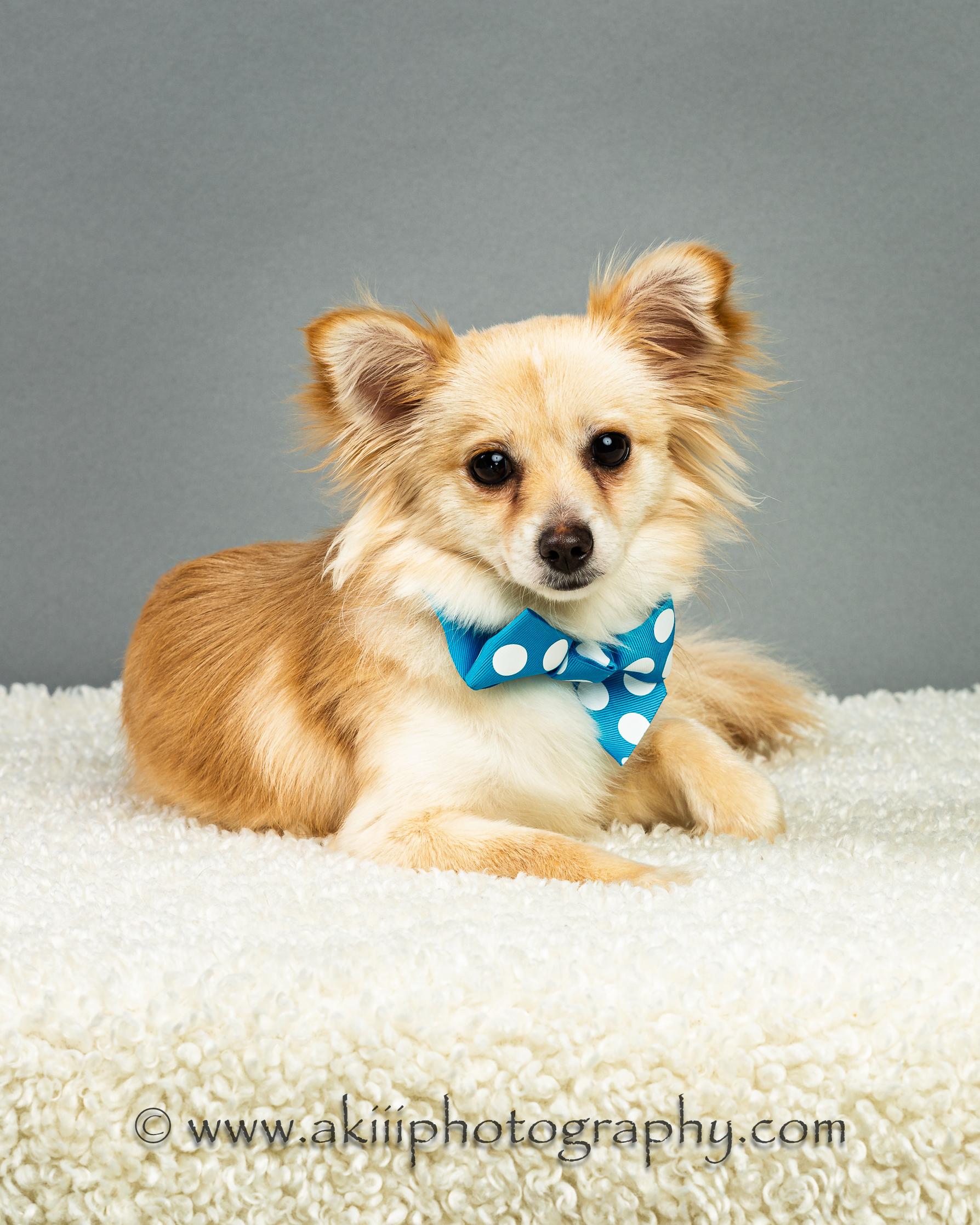 Enlarge Susie - Long Coat - Puppy , a ADOPTABLE Chihuahua in Plano, TX image 3/6