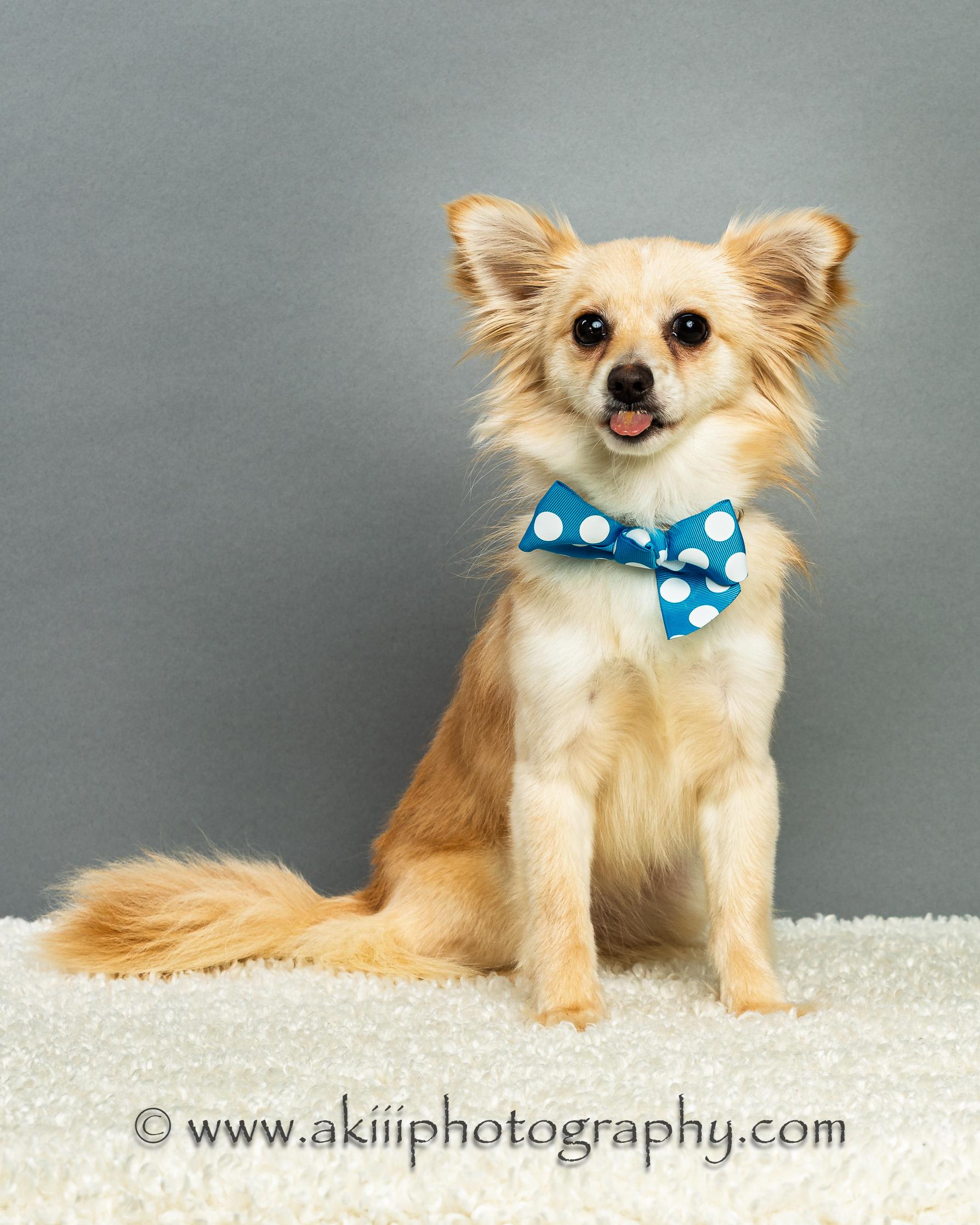 Enlarge Susie - Long Coat - Puppy , a ADOPTABLE Chihuahua in Plano, TX image 6/6