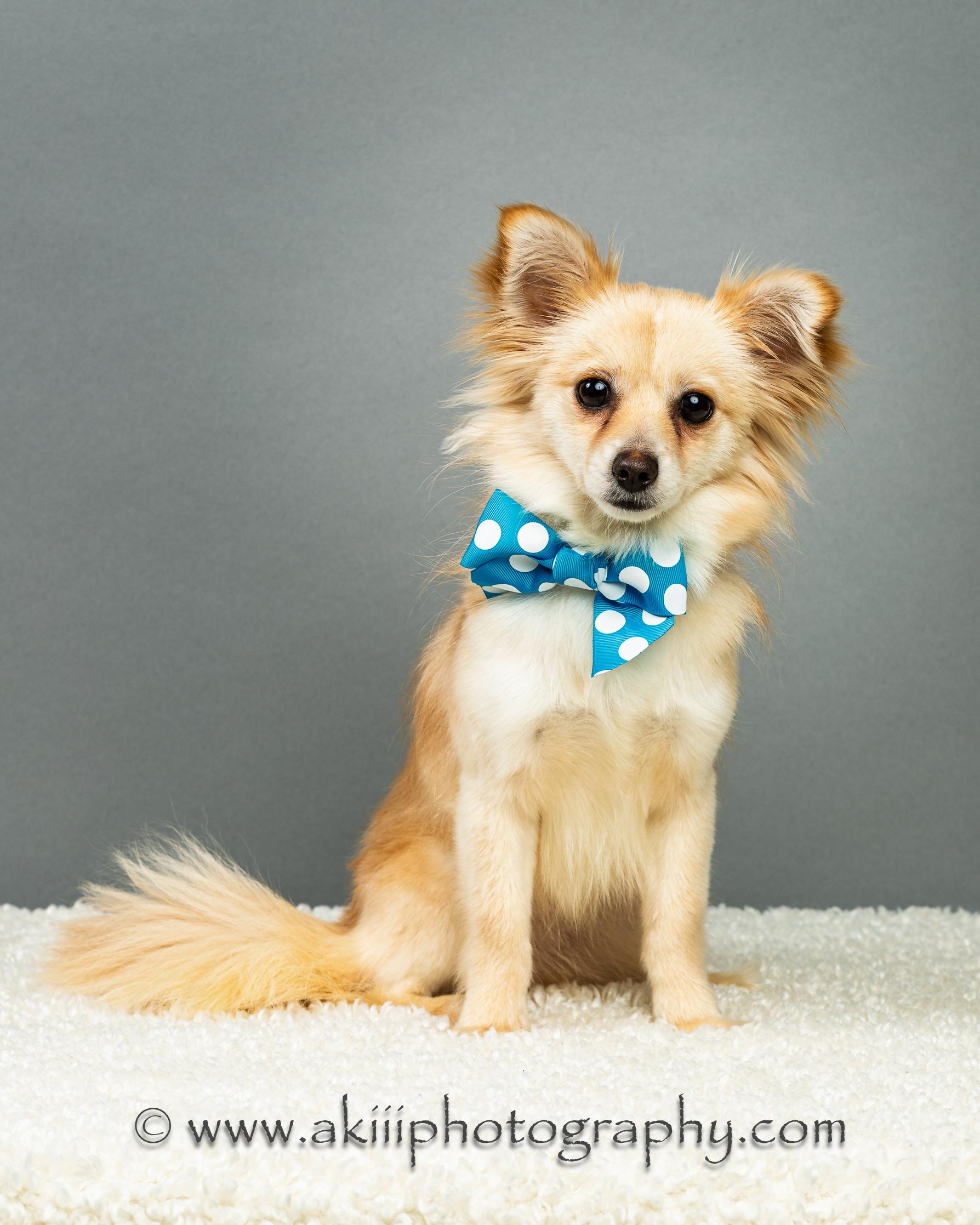 Enlarge Susie - Long Coat - Puppy , a ADOPTABLE Chihuahua in Plano, TX image 4/6