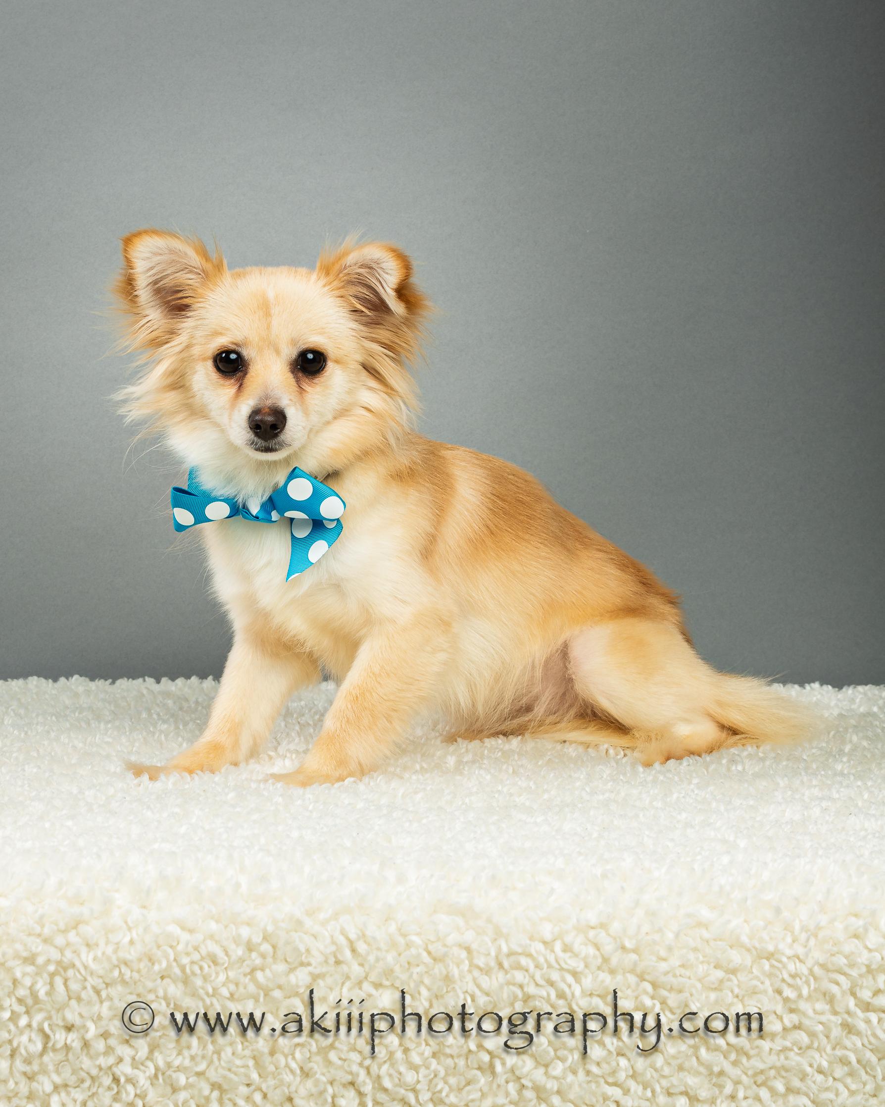 Enlarge Susie - Long Coat - Puppy , a ADOPTABLE Chihuahua in Plano, TX image 5/6