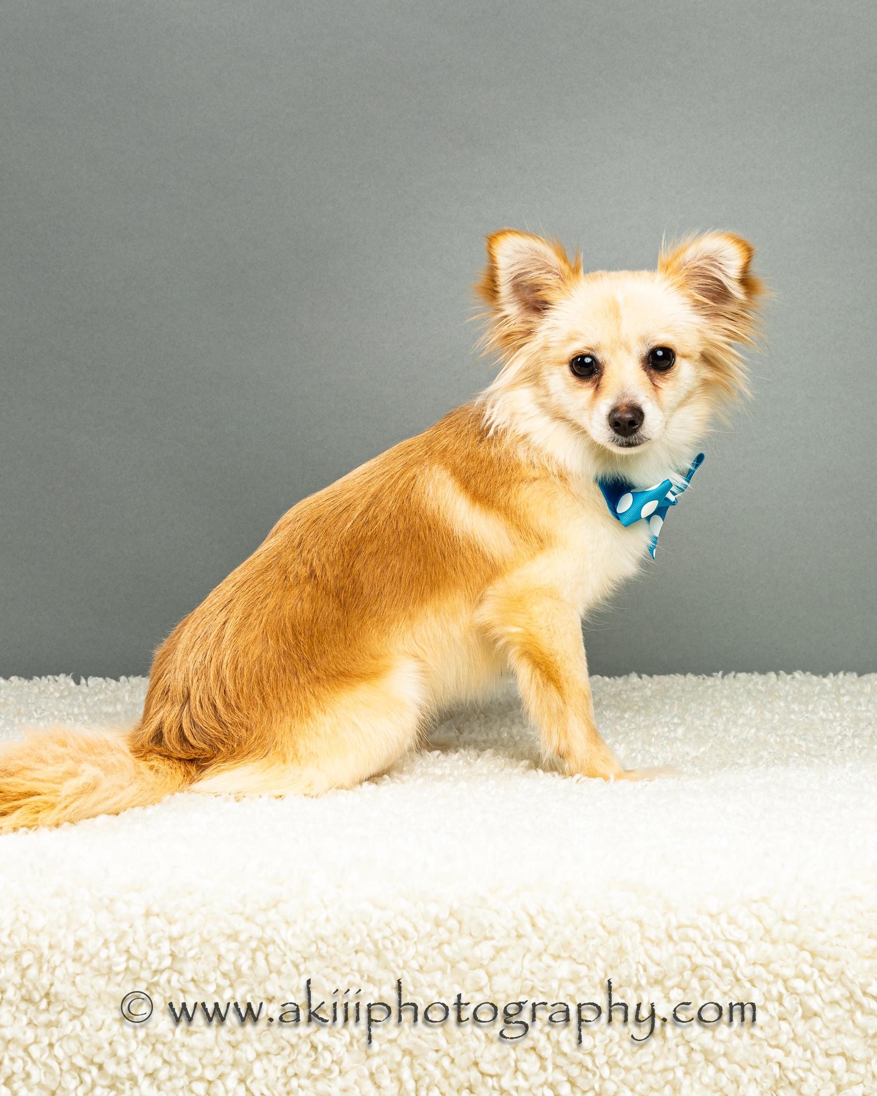 Enlarge Susie - Long Coat - Puppy , a ADOPTABLE Chihuahua in Plano, TX image 1/6