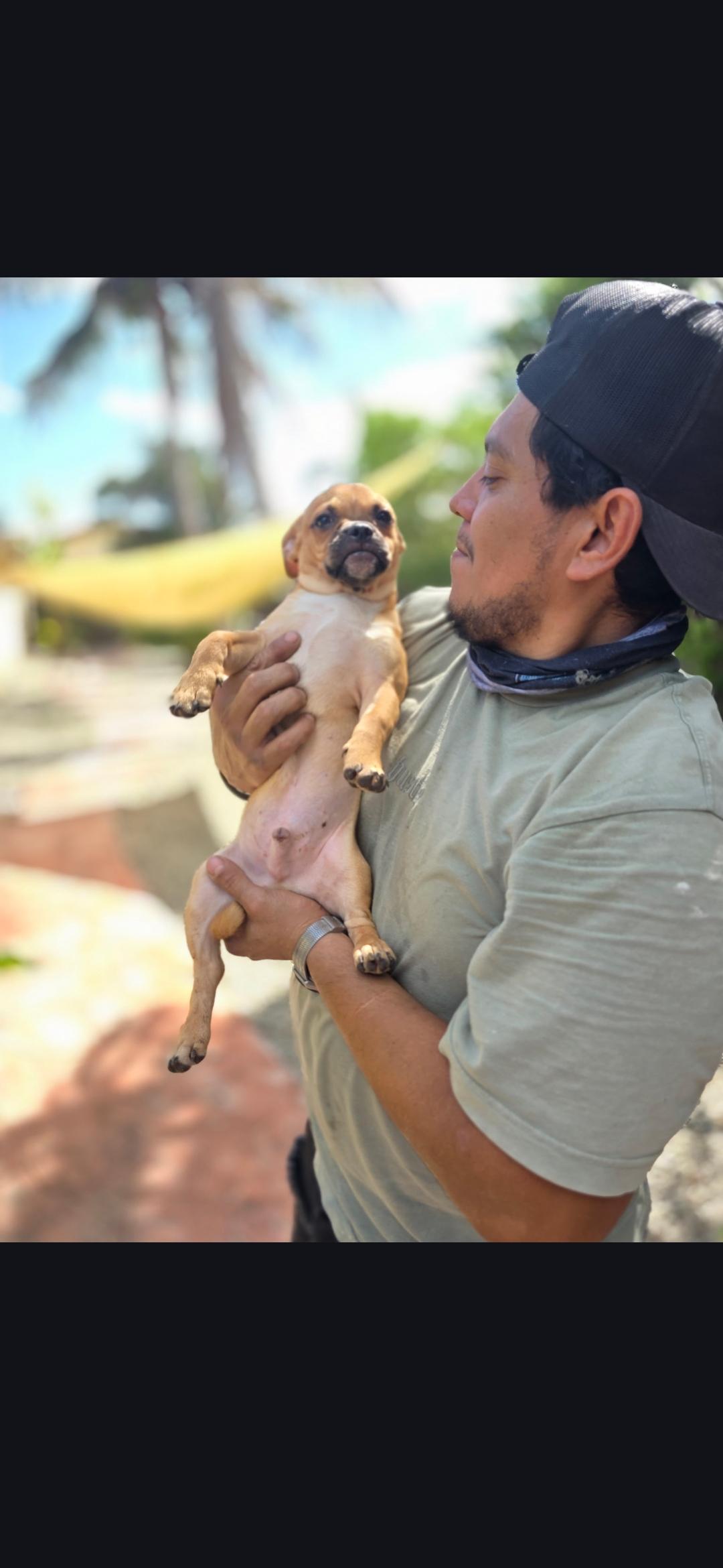 Enlarge Scooter , a ADOPTABLE mixed breed in Miami, FL image 2/2