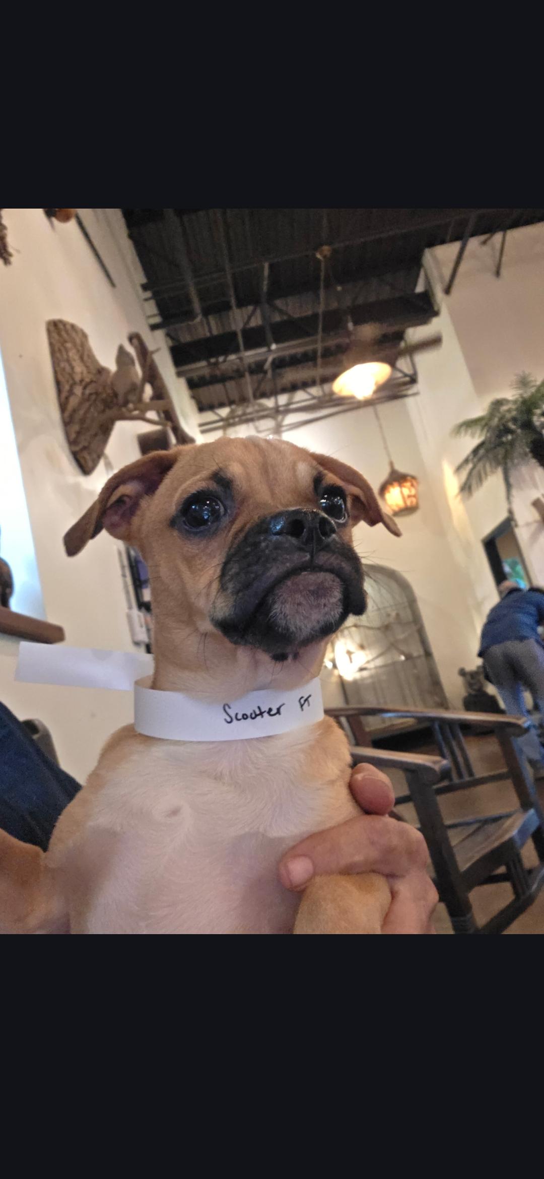 Scooter , ADOPTABLE, Puppy Male Pug.