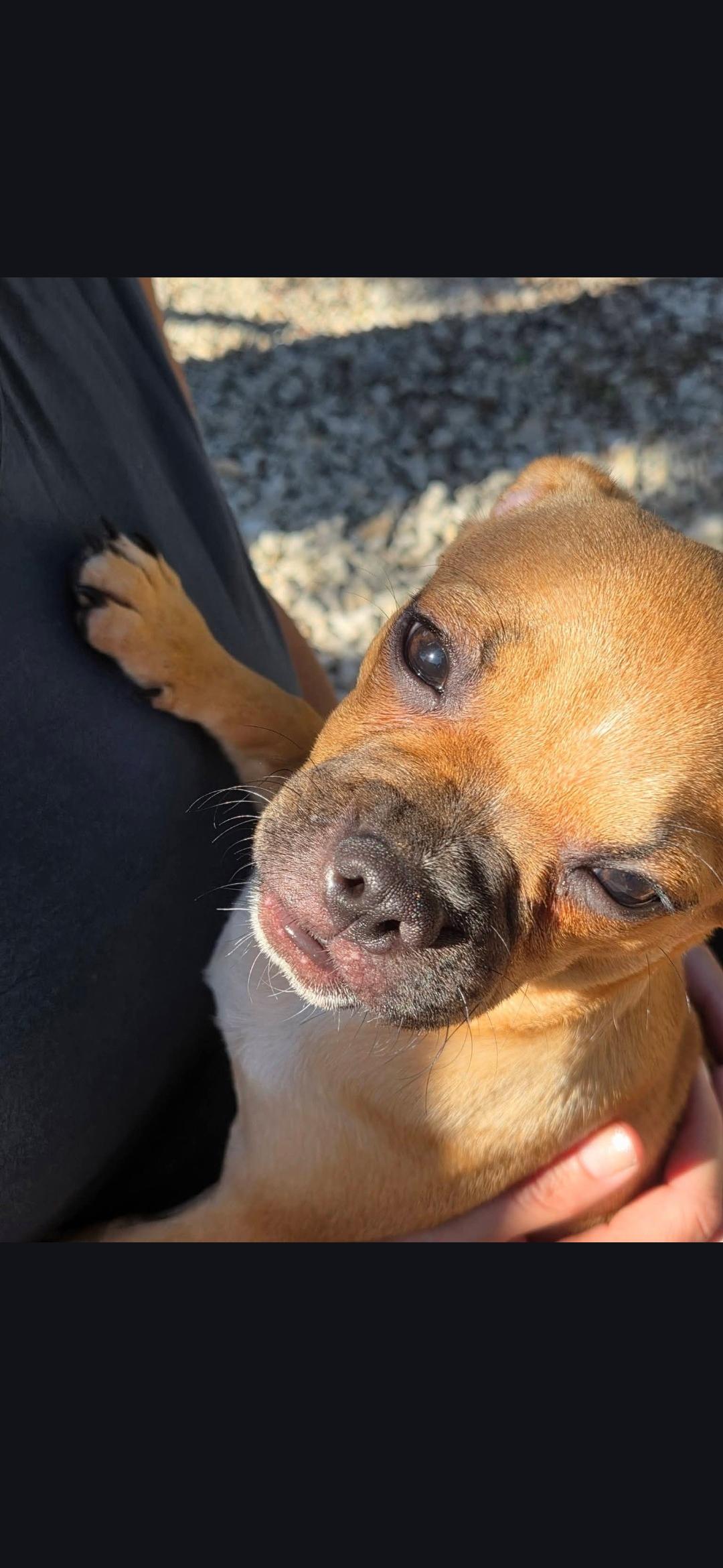 Scooter , ADOPTABLE, Puppy Male Pug.