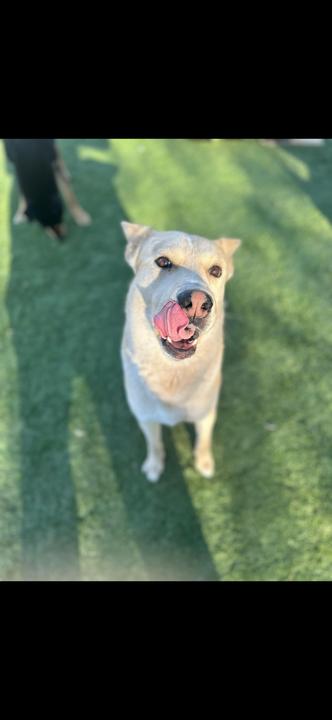 Junior, a ADOPTABLE mixed breed in San Rafael, CA image 2/6